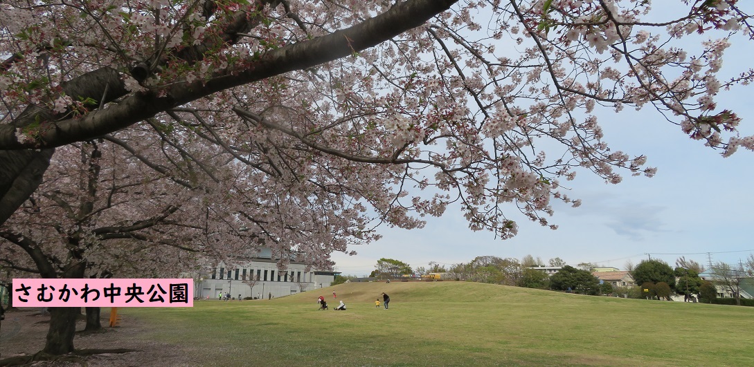 さむかわ中央公園の桜
